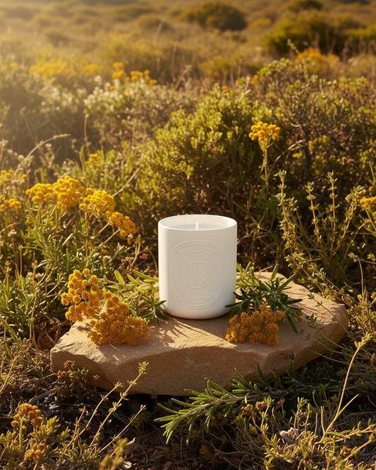 Trails of the Maquis herbal Corsican soy wax candle with immortelle rosemary and thyme pure essential oils by Maison Caelina